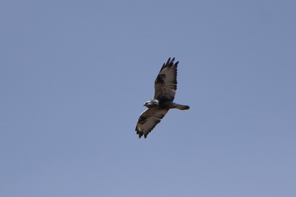 Rough-legged Hawk - ML156002731