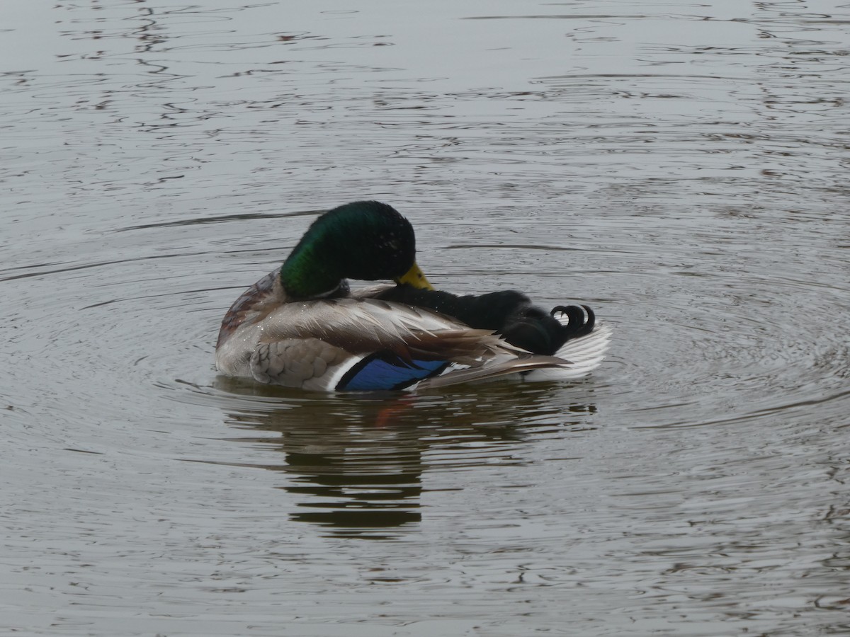 Mallard - ML156003021