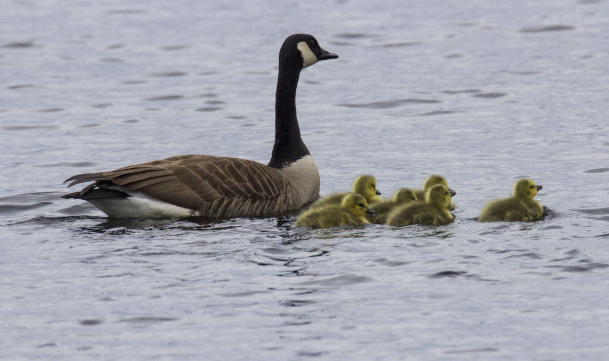 Canada Goose - ML156003111