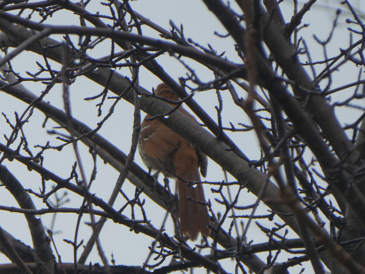 Brown Thrasher - ML156003801