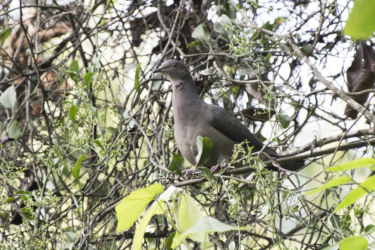 Plumbeous Pigeon - Luiz Carlos Ramassotti