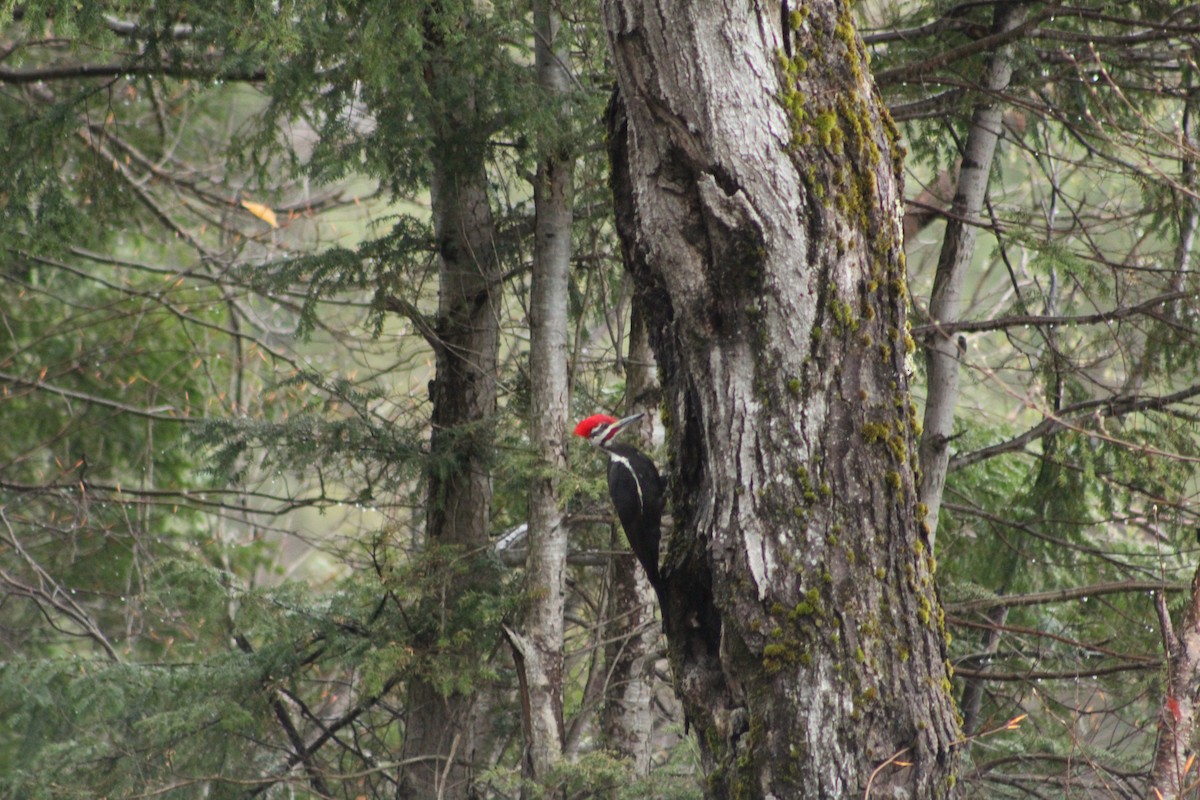 Pileated Woodpecker - ML156004821