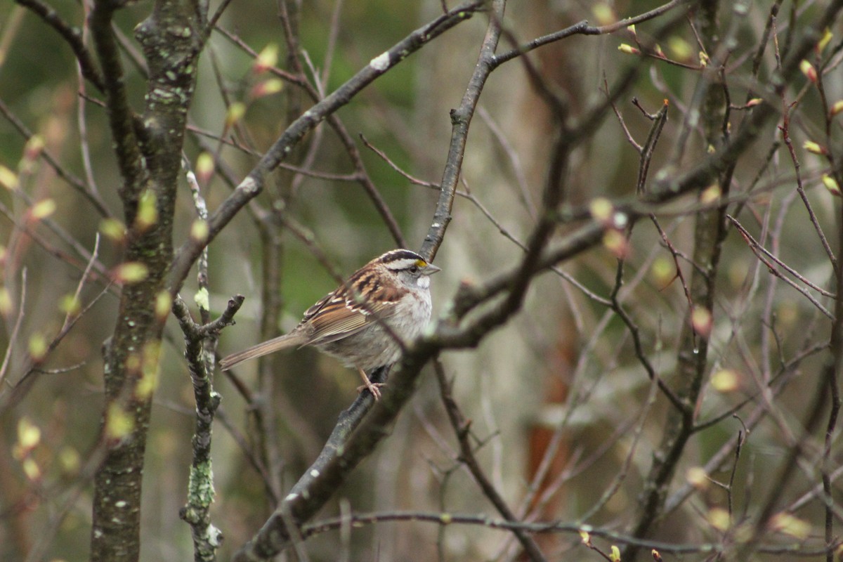 White-throated Sparrow - ML156005341