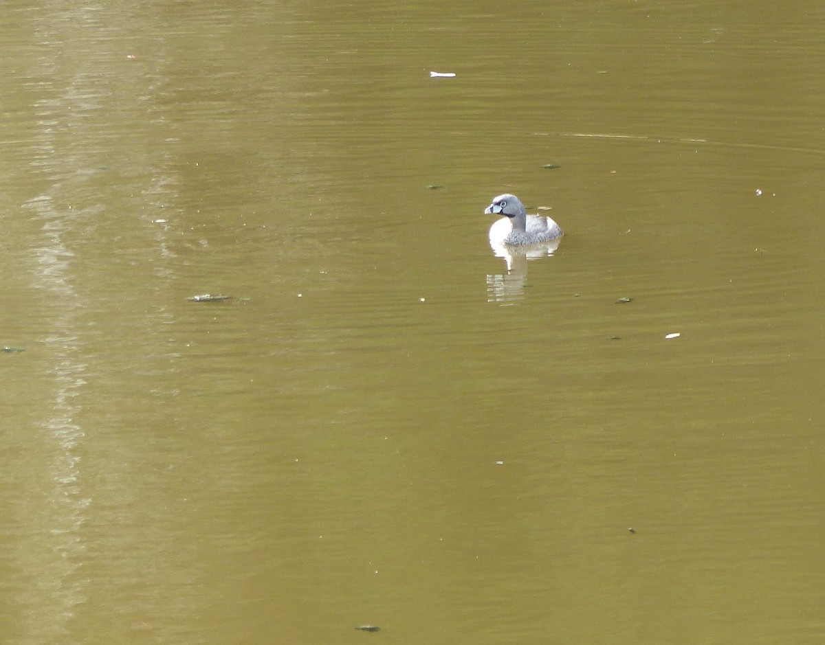 Pied-billed Grebe - ML156005851