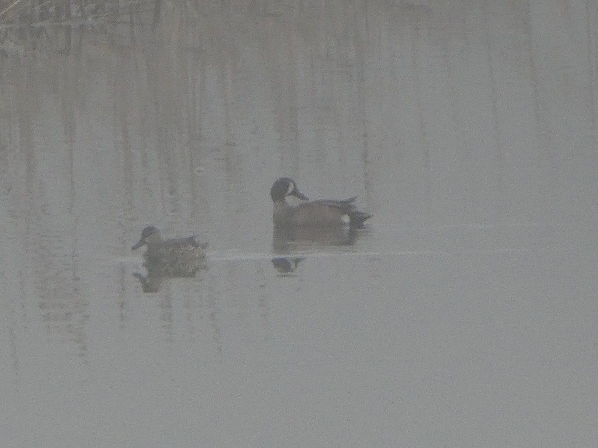 Blue-winged Teal - ML156006781