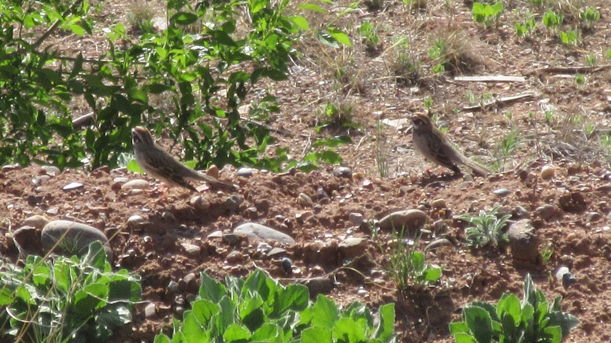 Lark Sparrow - ML156007641