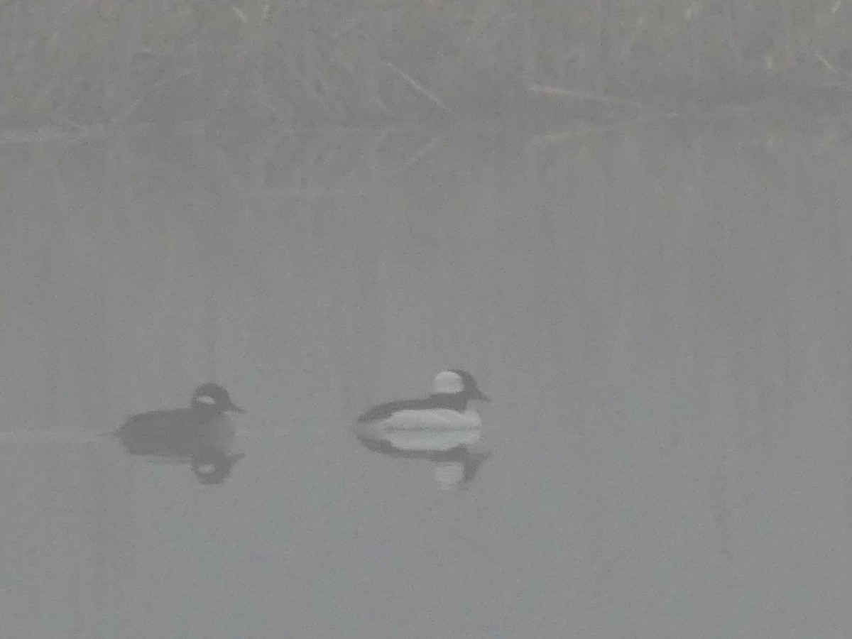 Bufflehead - ML156007781