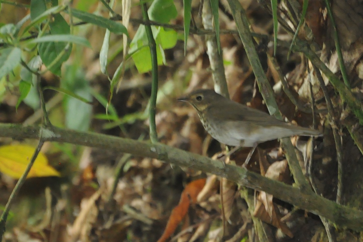 Swainson's Thrush - ML156008831