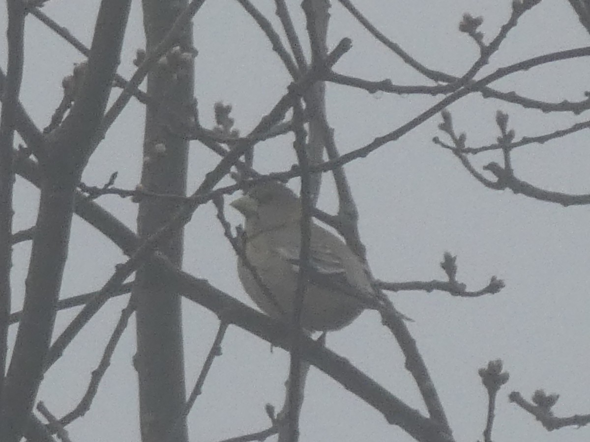 Evening Grosbeak - ML156009081