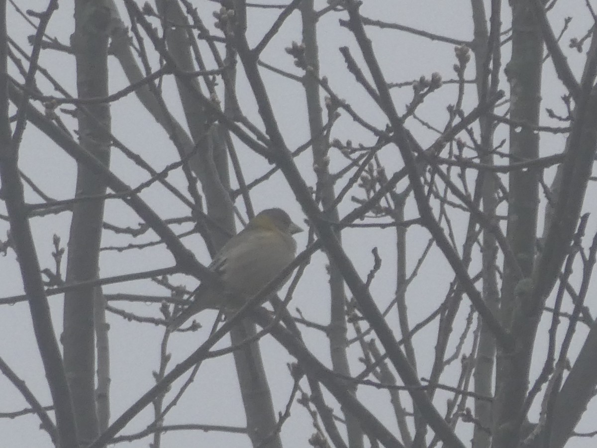 Evening Grosbeak - ML156009501