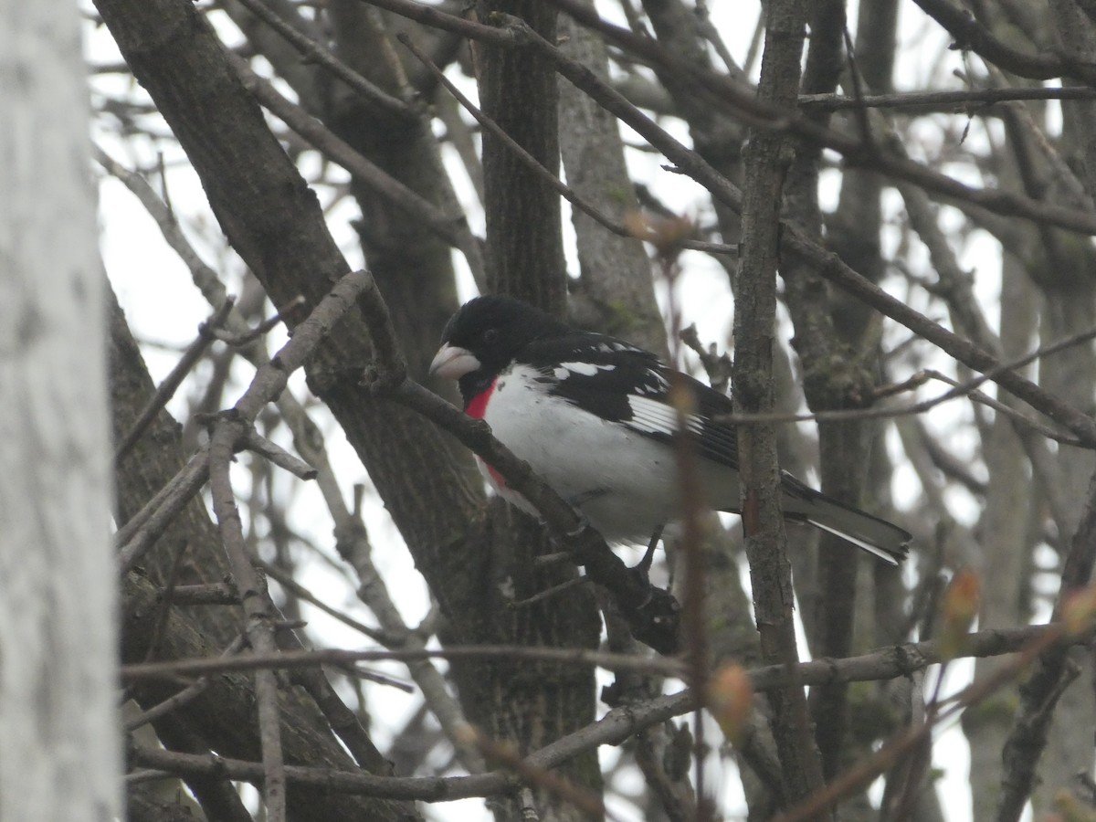 Rose-breasted Grosbeak - ML156010681