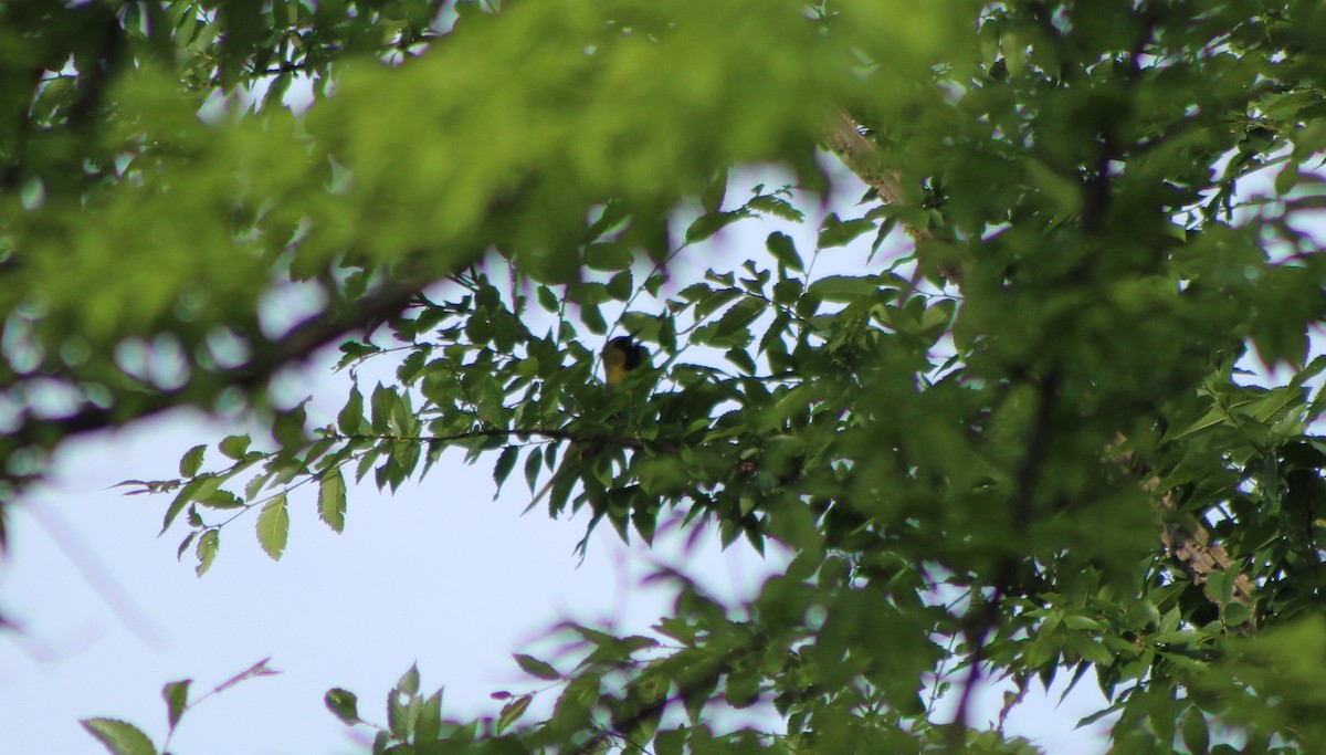 Orchard Oriole - ML156011641