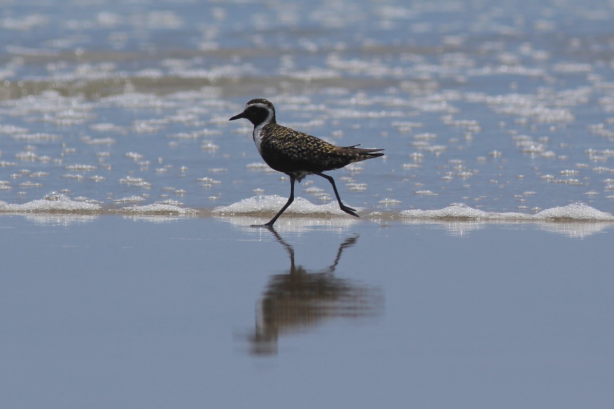 American Golden-Plover - ML156013261