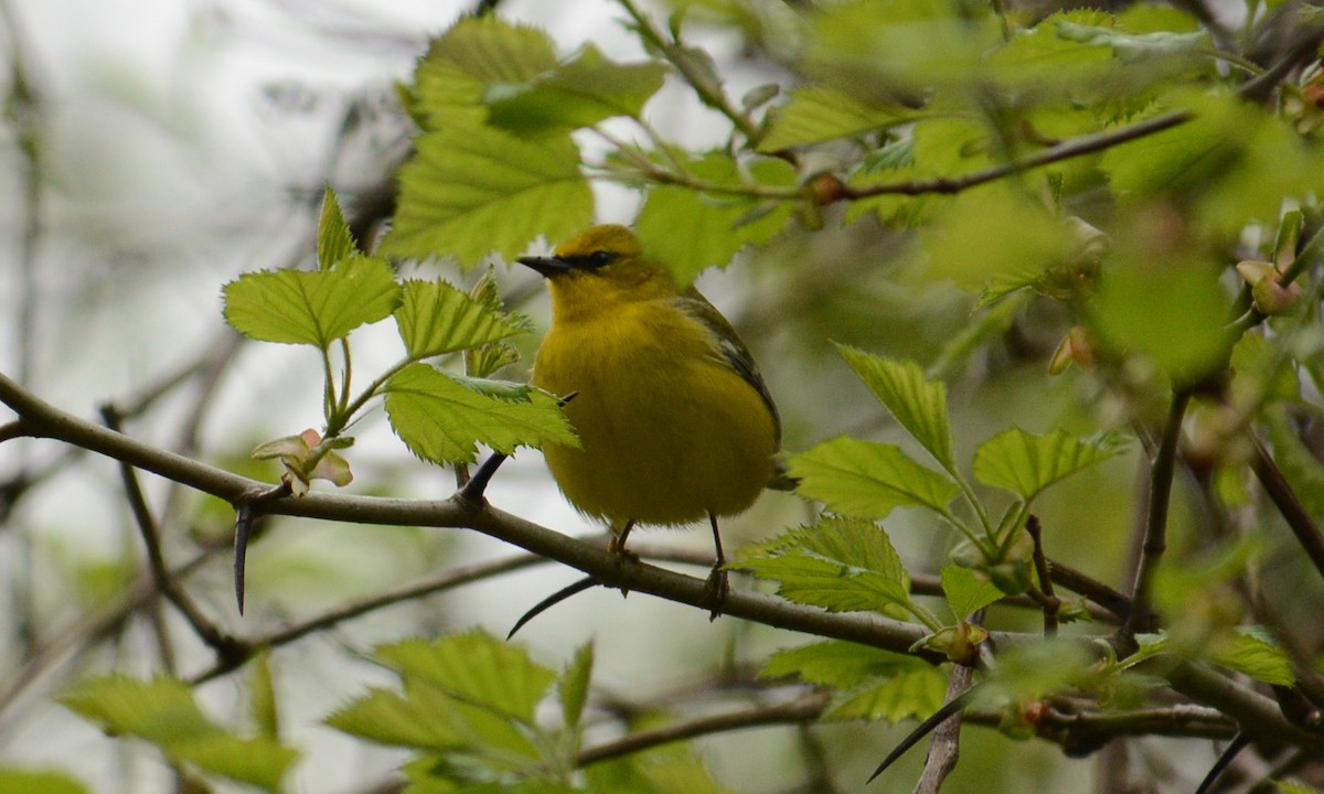 Blue-winged Warbler - Tom Frankel