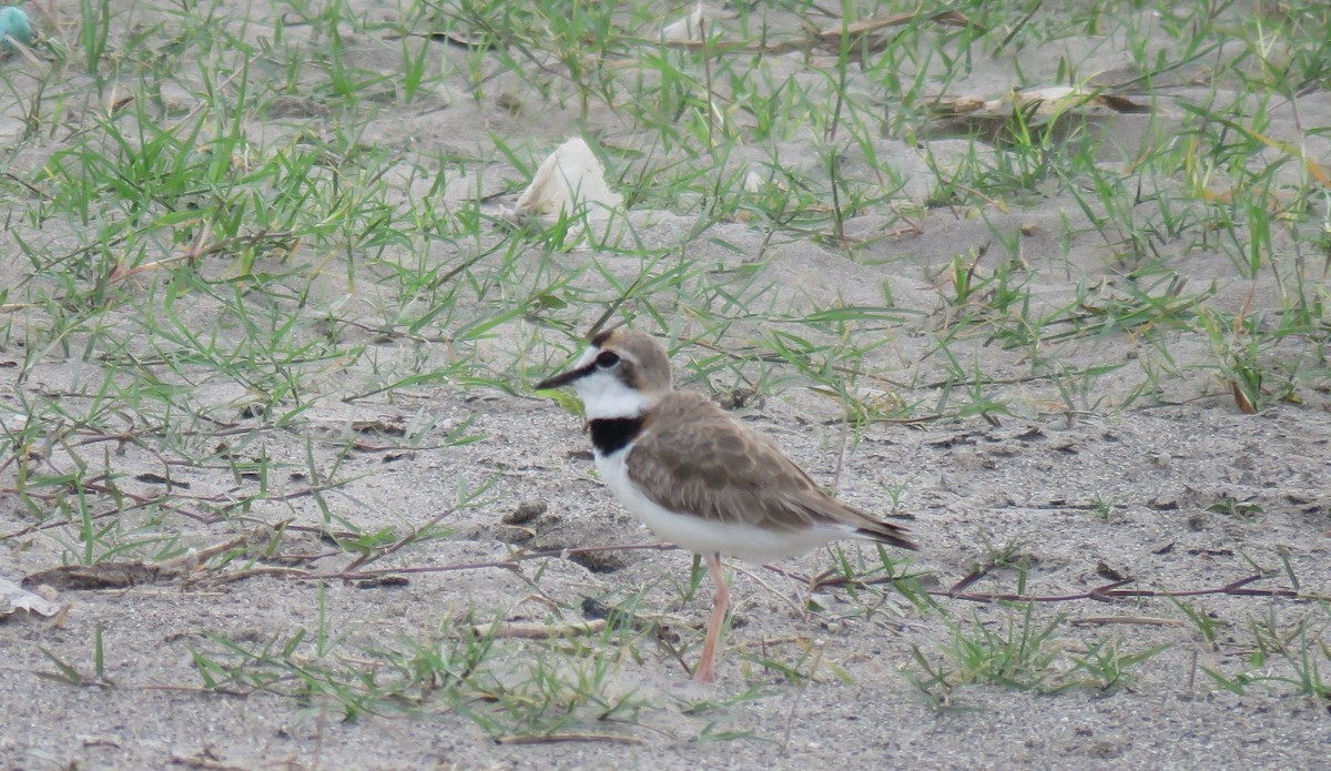 Collared Plover - ML156014641