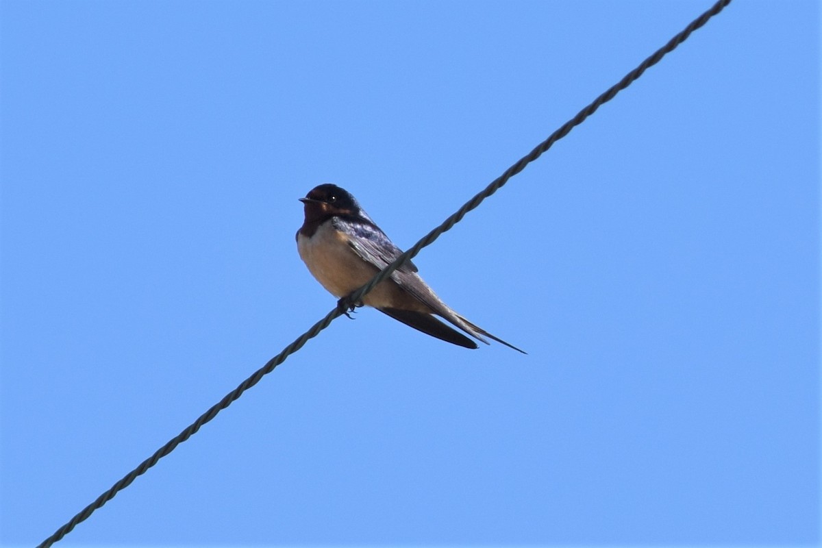 Barn Swallow - ML156015311