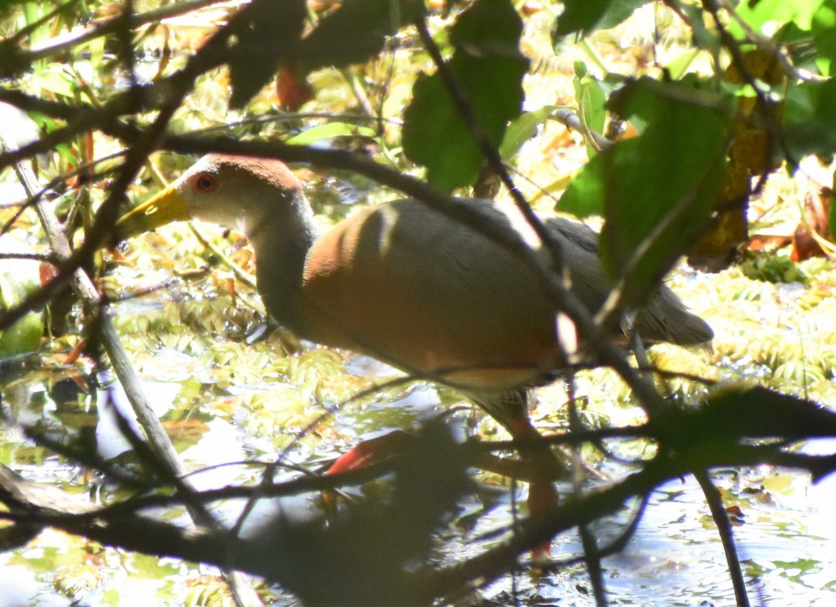 Russet-naped Wood-Rail - ML156016091