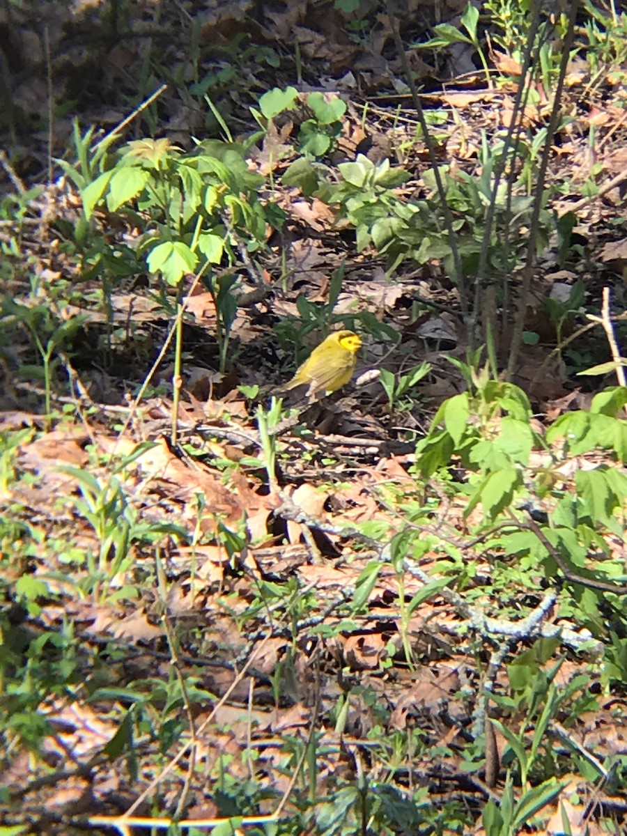 Reinita Encapuchada - ML156016571