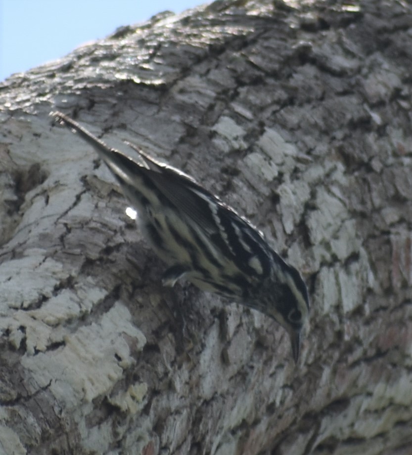 Black-and-white Warbler - ML156017041