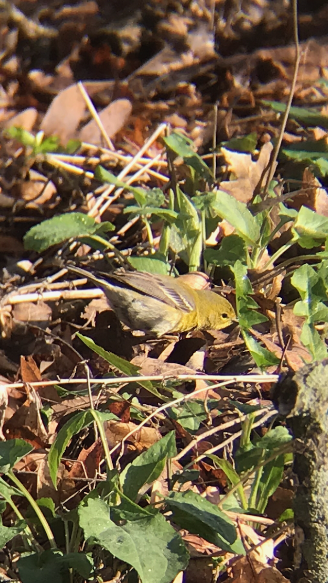 Reinita del Pinar - ML156017291