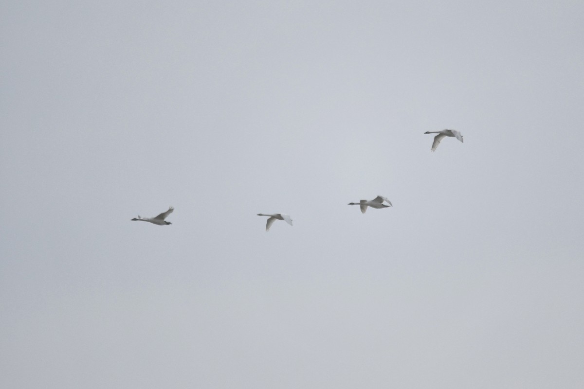 Tundra Swan - ML156019951