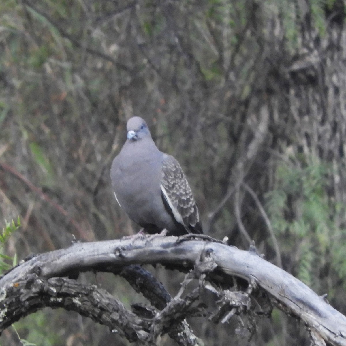 Spot-winged Pigeon - ML156020091