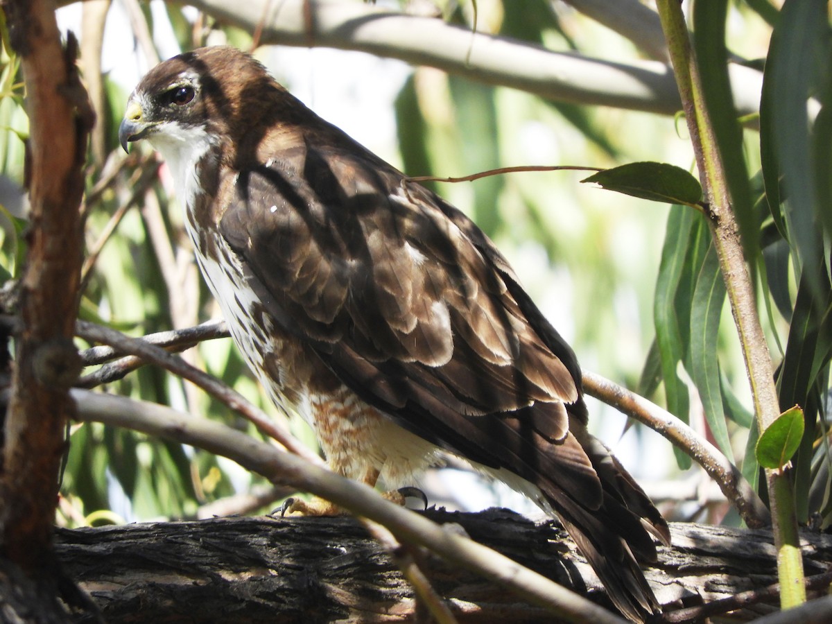 White-throated Hawk - ML156020201