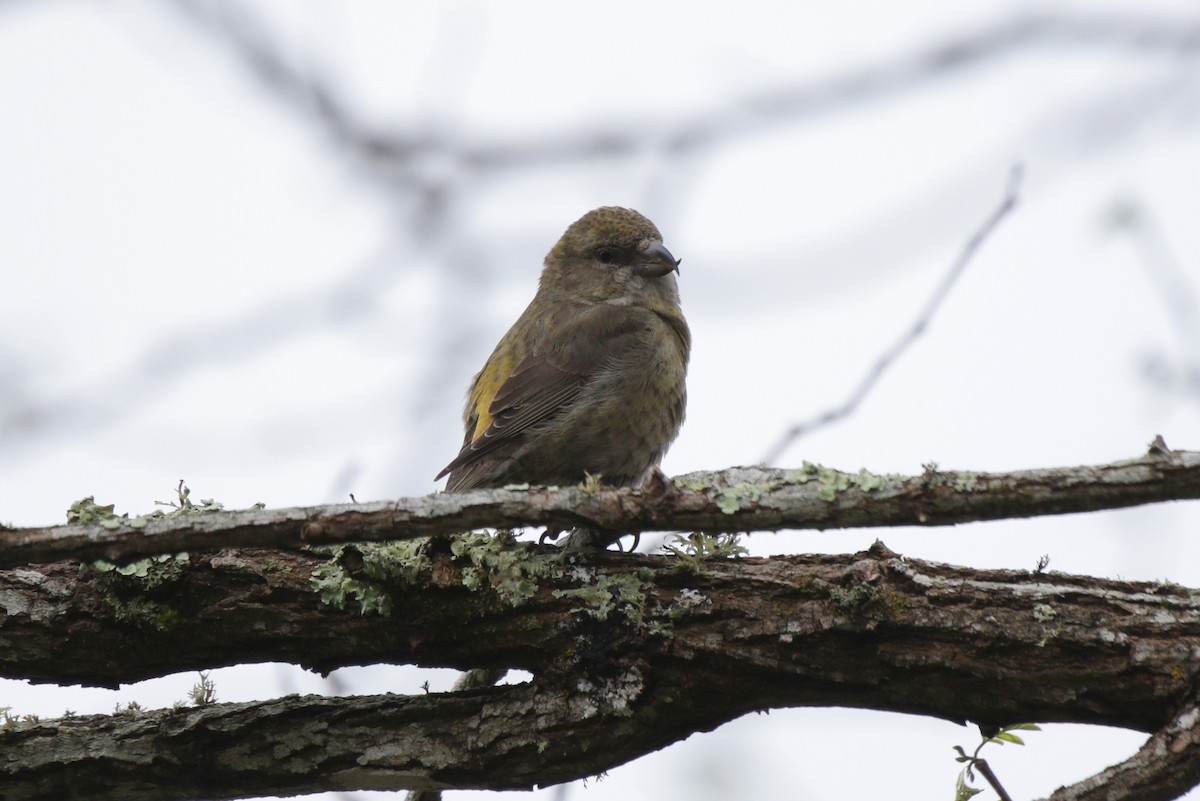 Red Crossbill - ML156020431