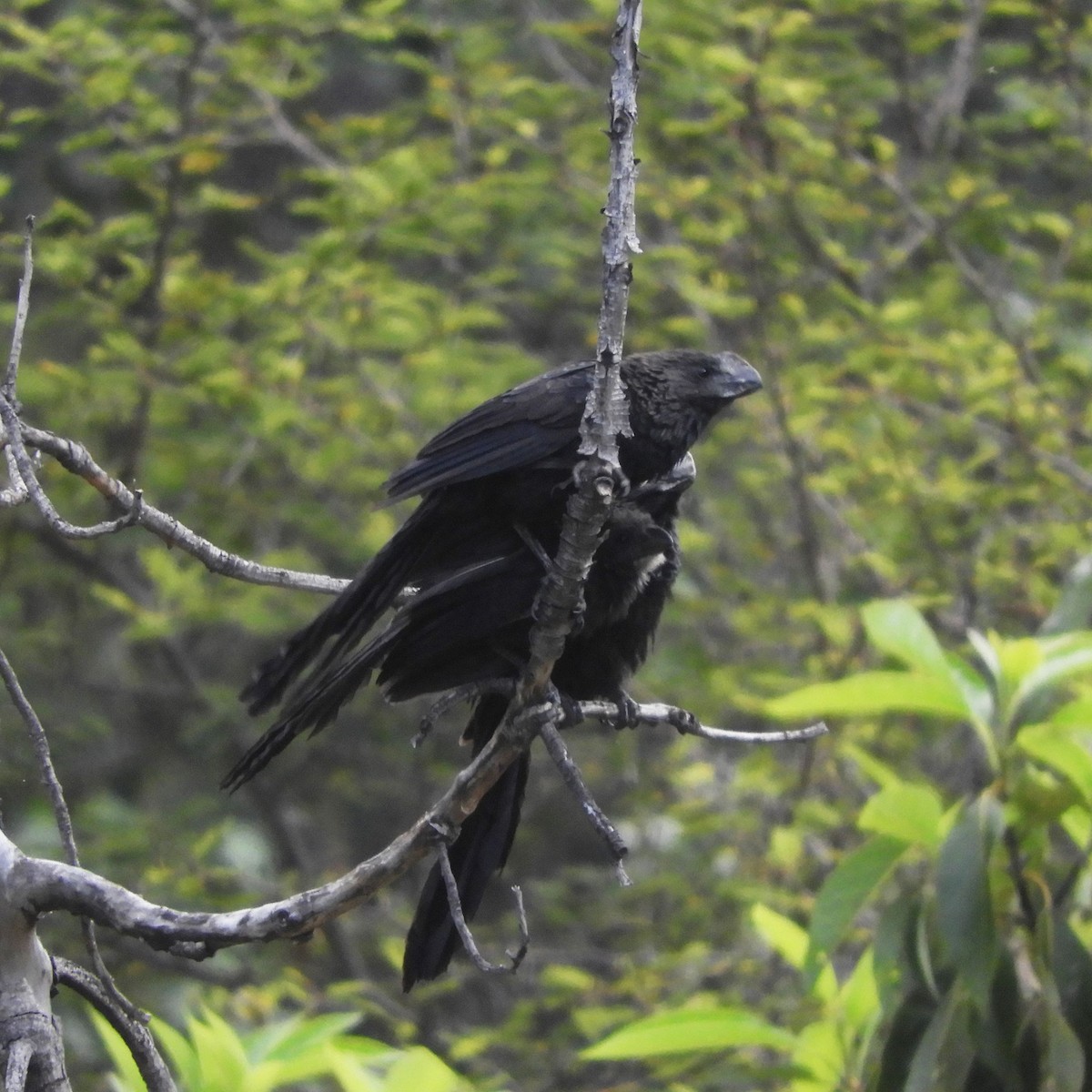 Smooth-billed Ani - ML156021221