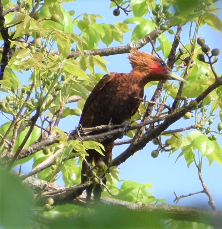Chestnut-colored Woodpecker - ML156021621