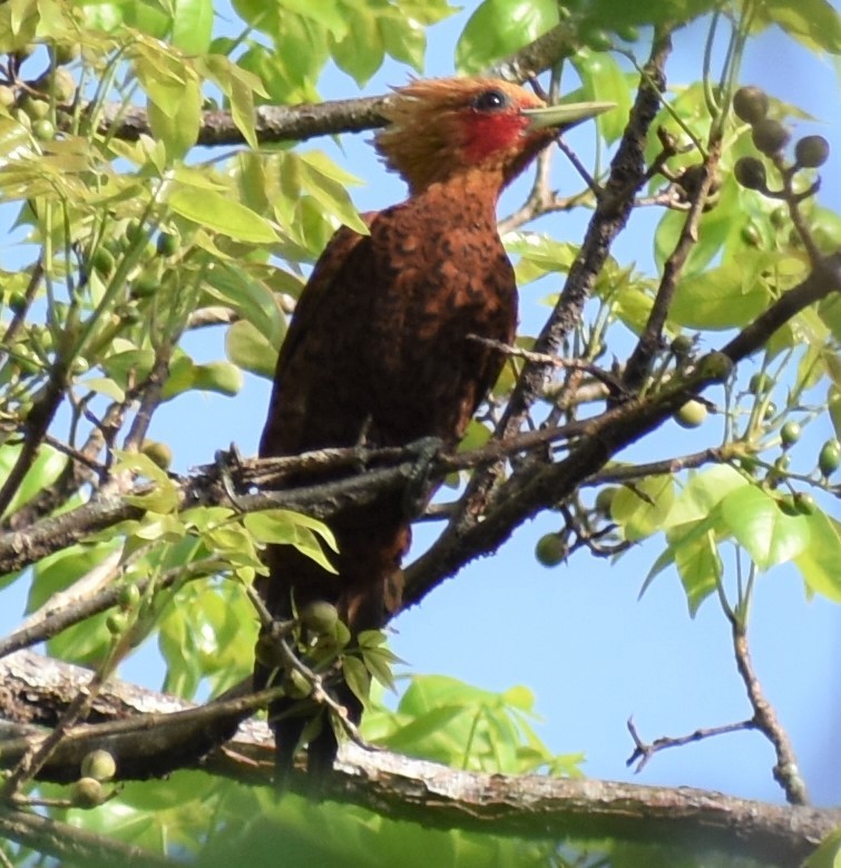 Chestnut-colored Woodpecker - ML156021671