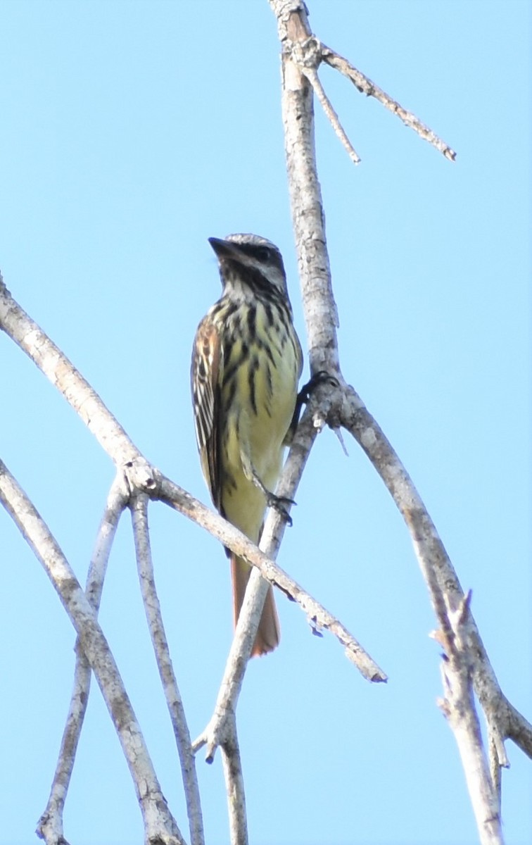 Sulphur-bellied Flycatcher - ML156022511