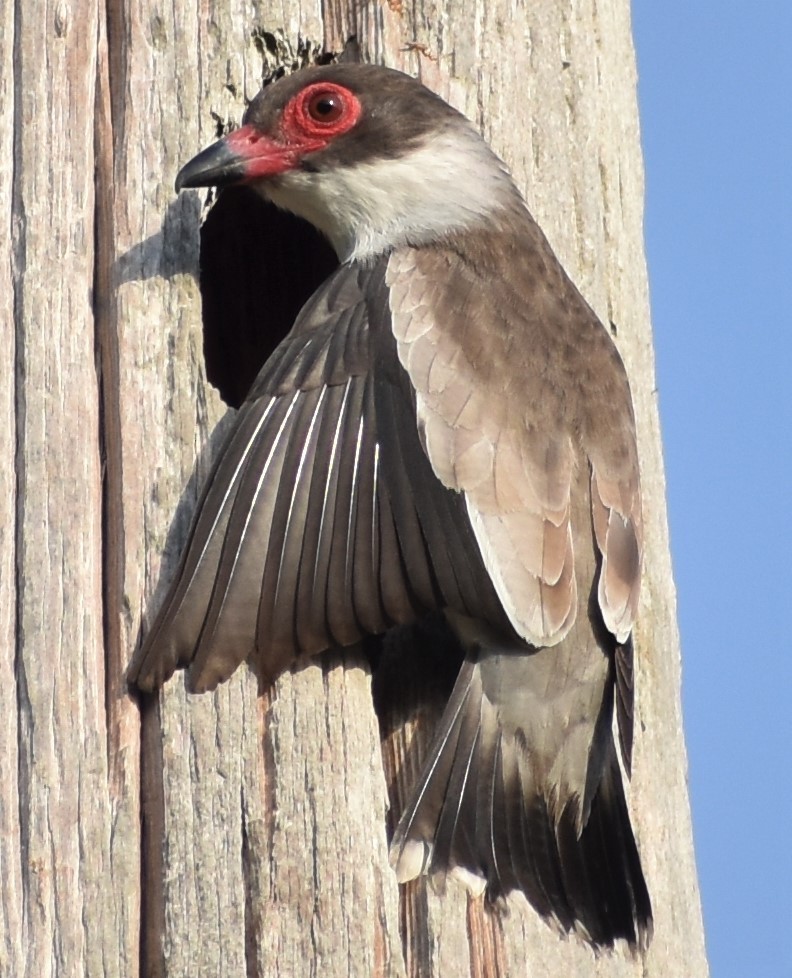 Masked Tityra - ML156023681