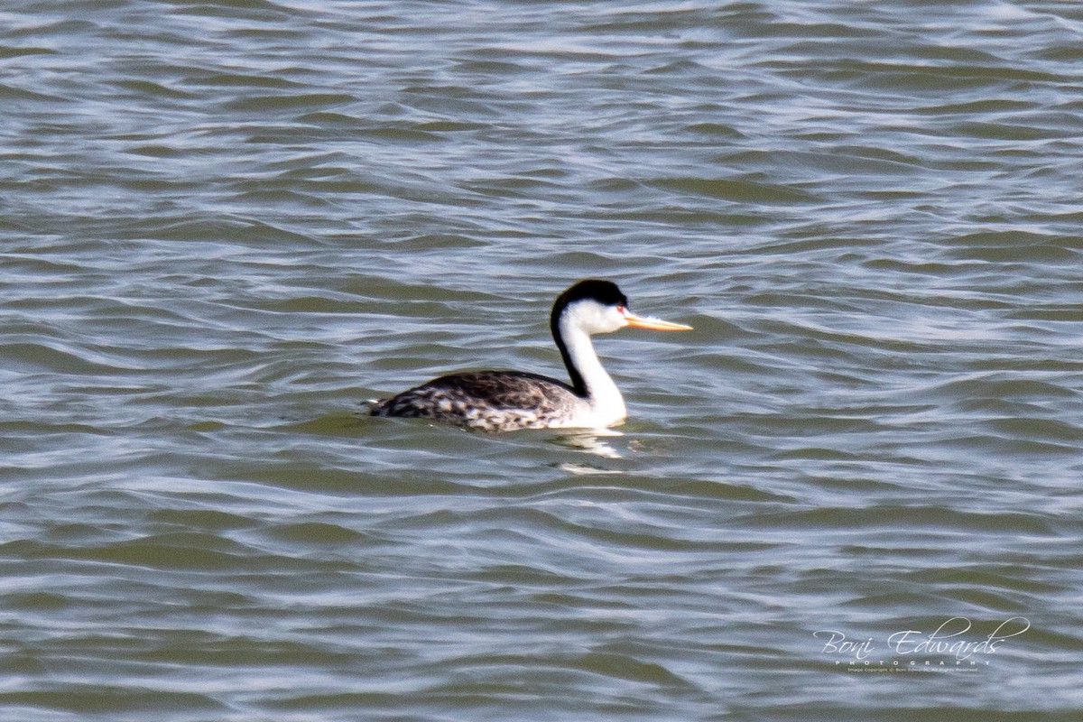 Clark's Grebe - Boni Edwards