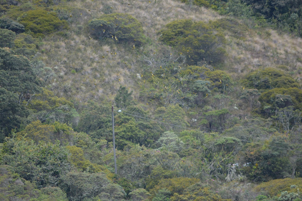 Andean Siskin - jimmy Vargas