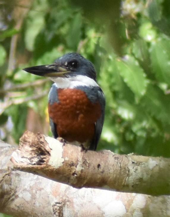 Ringed Kingfisher - ML156025661