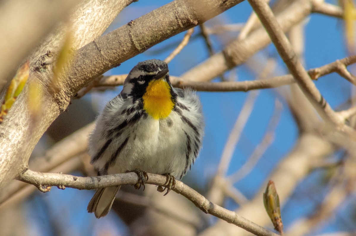 Yellow-throated Warbler - ML156026491