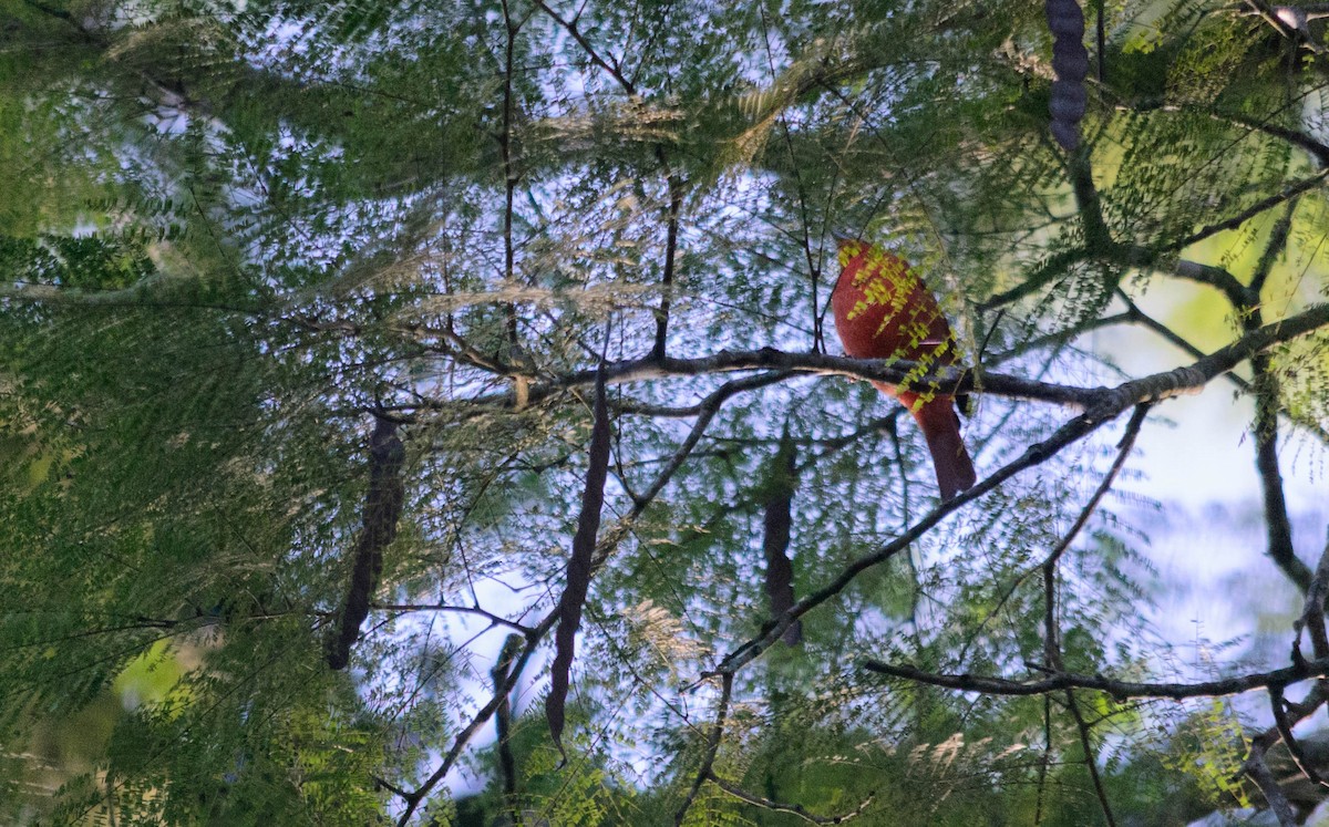 Hepatic Tanager - ML156026681