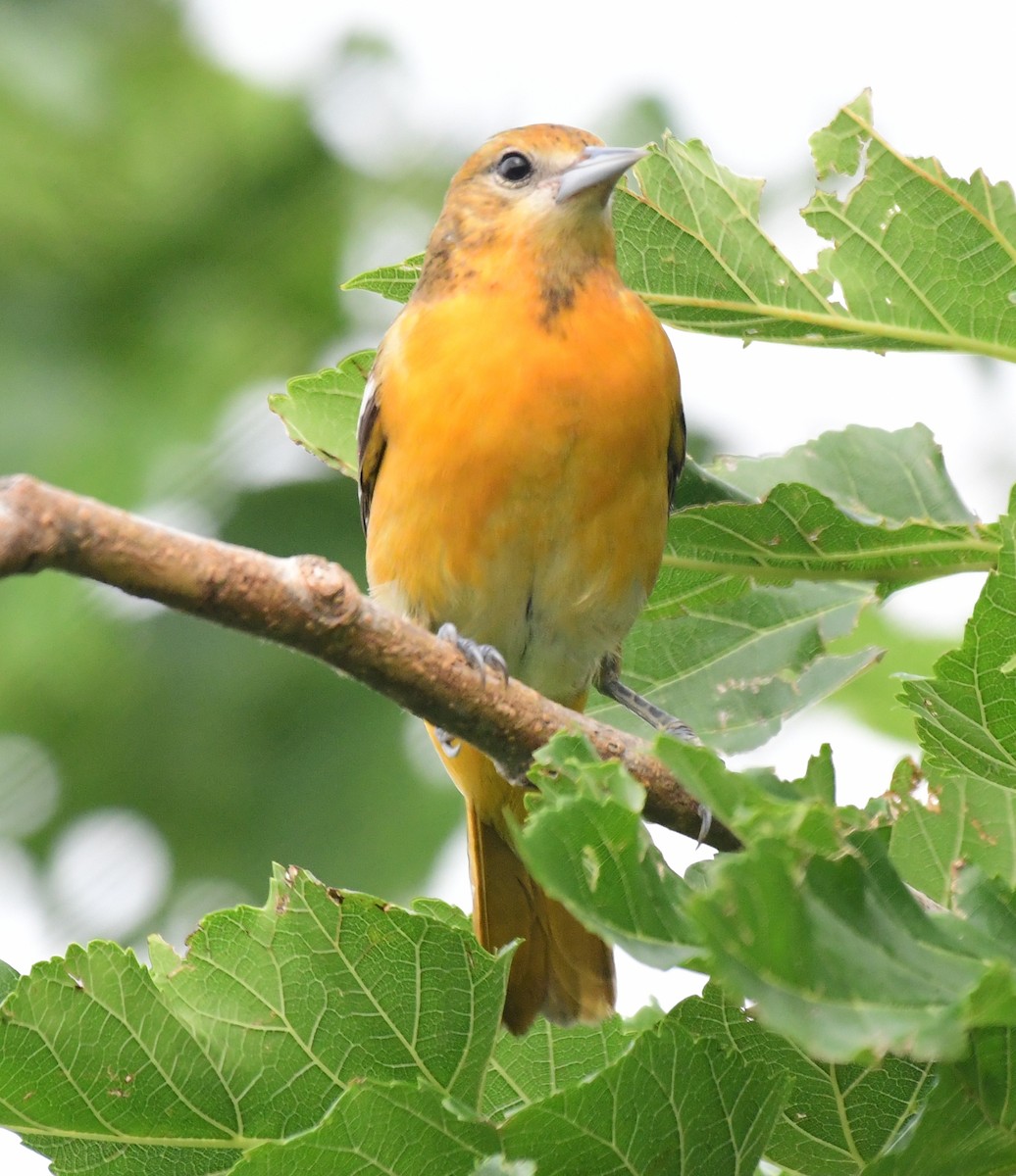 Baltimore Oriole - James Bozeman