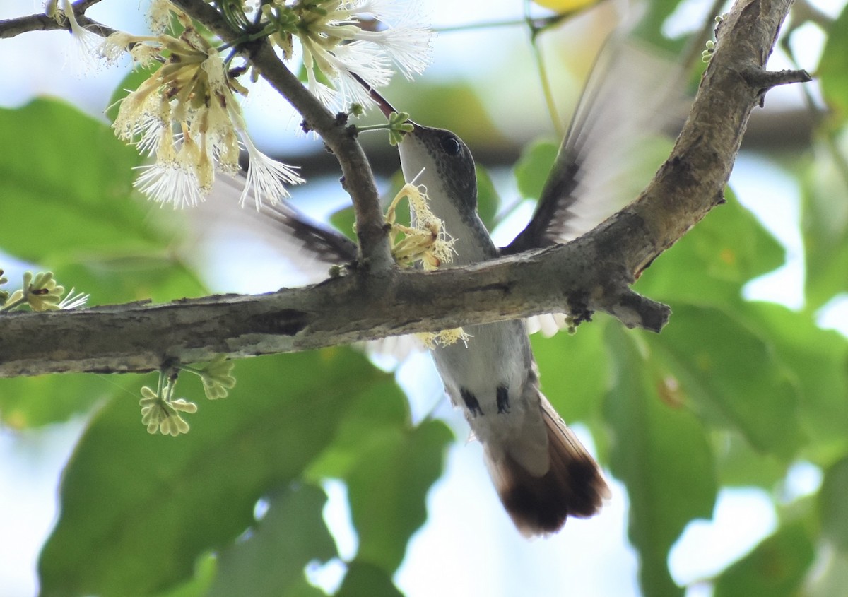 White-bellied Emerald - ML156026941