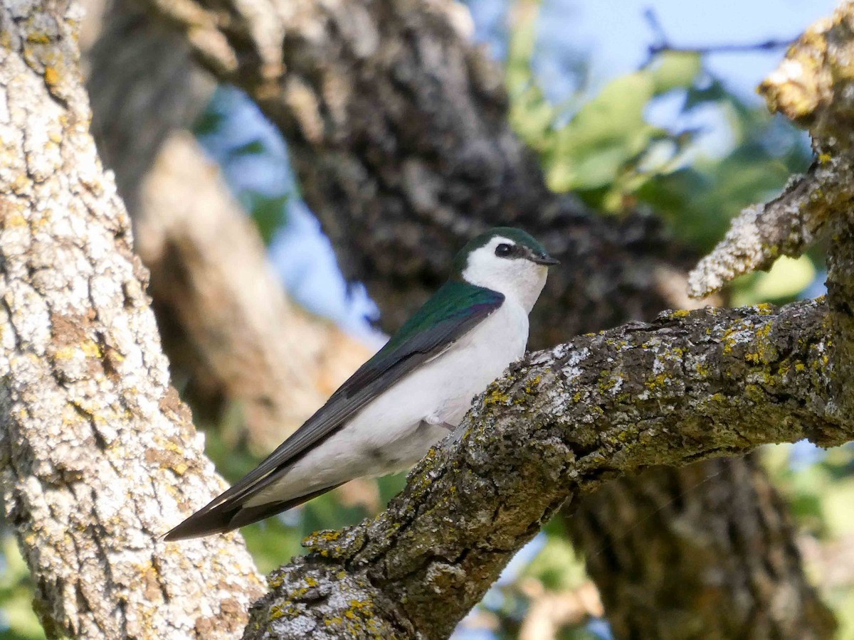 Hirondelle à face blanche - ML156027211