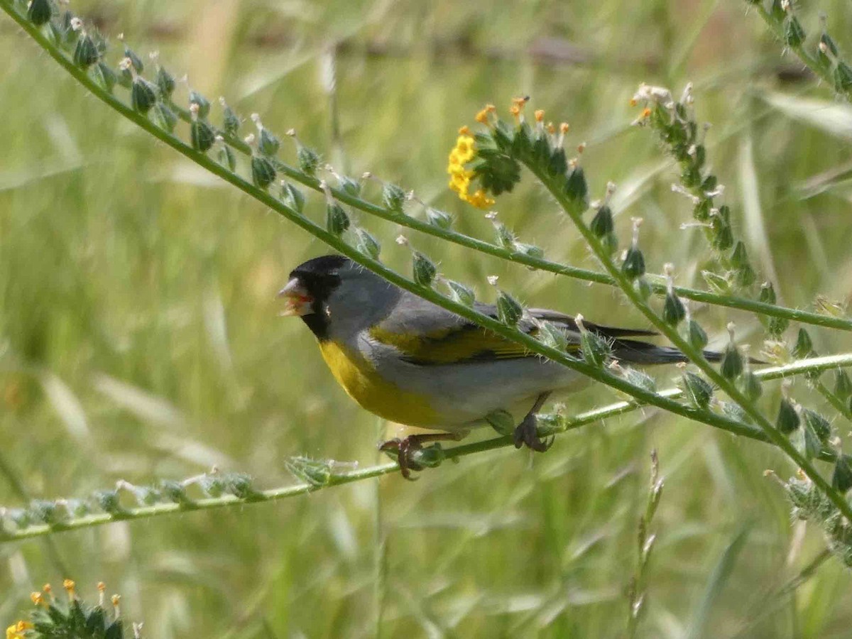 Lawrence's Goldfinch - ML156027231