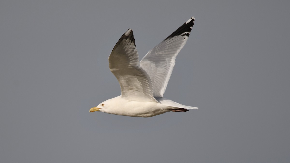 Herring Gull - Chad Hutchinson