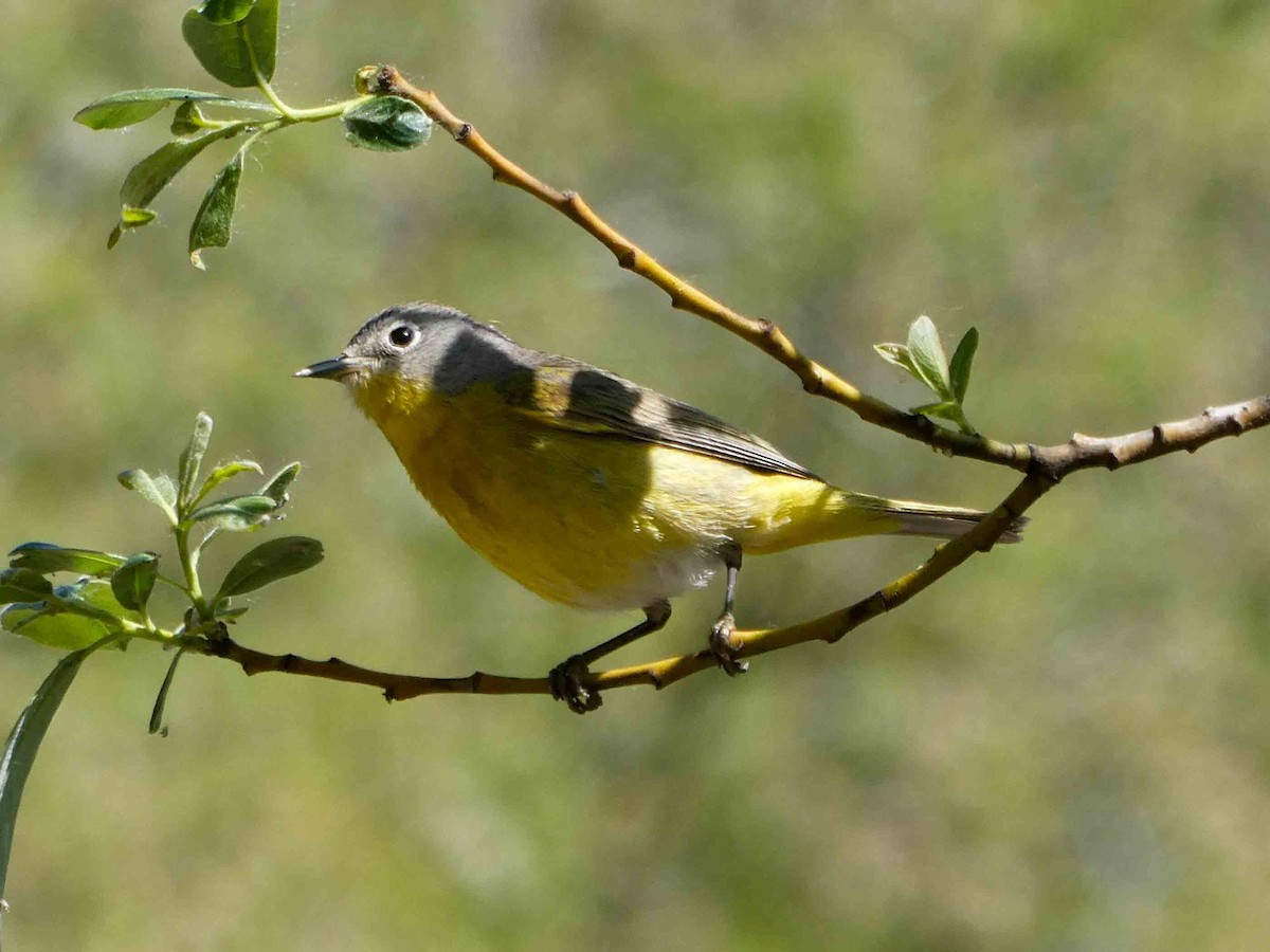 Nashville Warbler - ML156027361