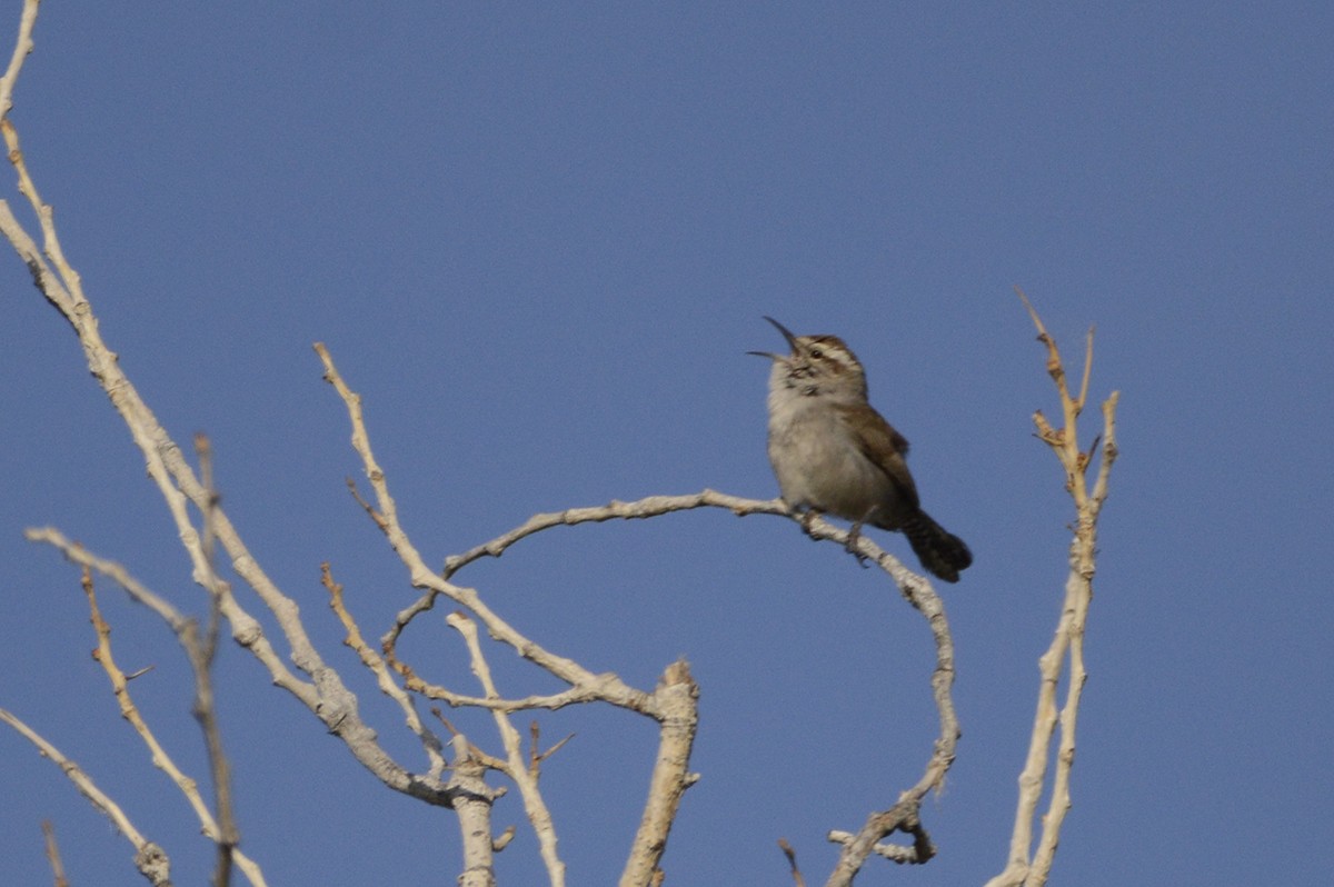 Bewick's Wren - ML156028671