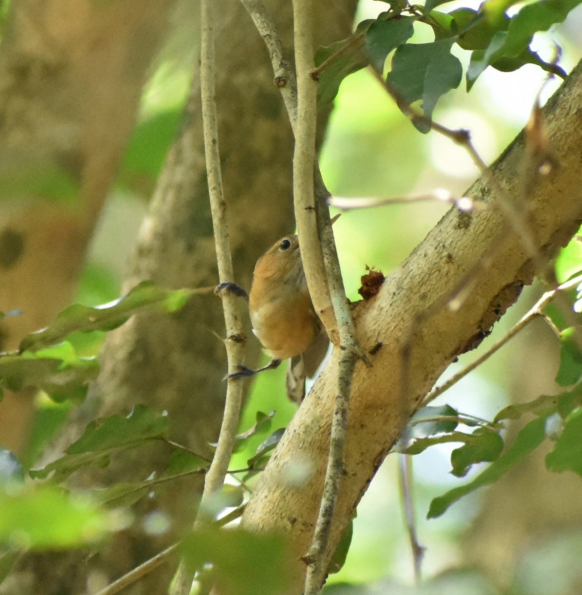 Long-billed Gnatwren - ML156028701