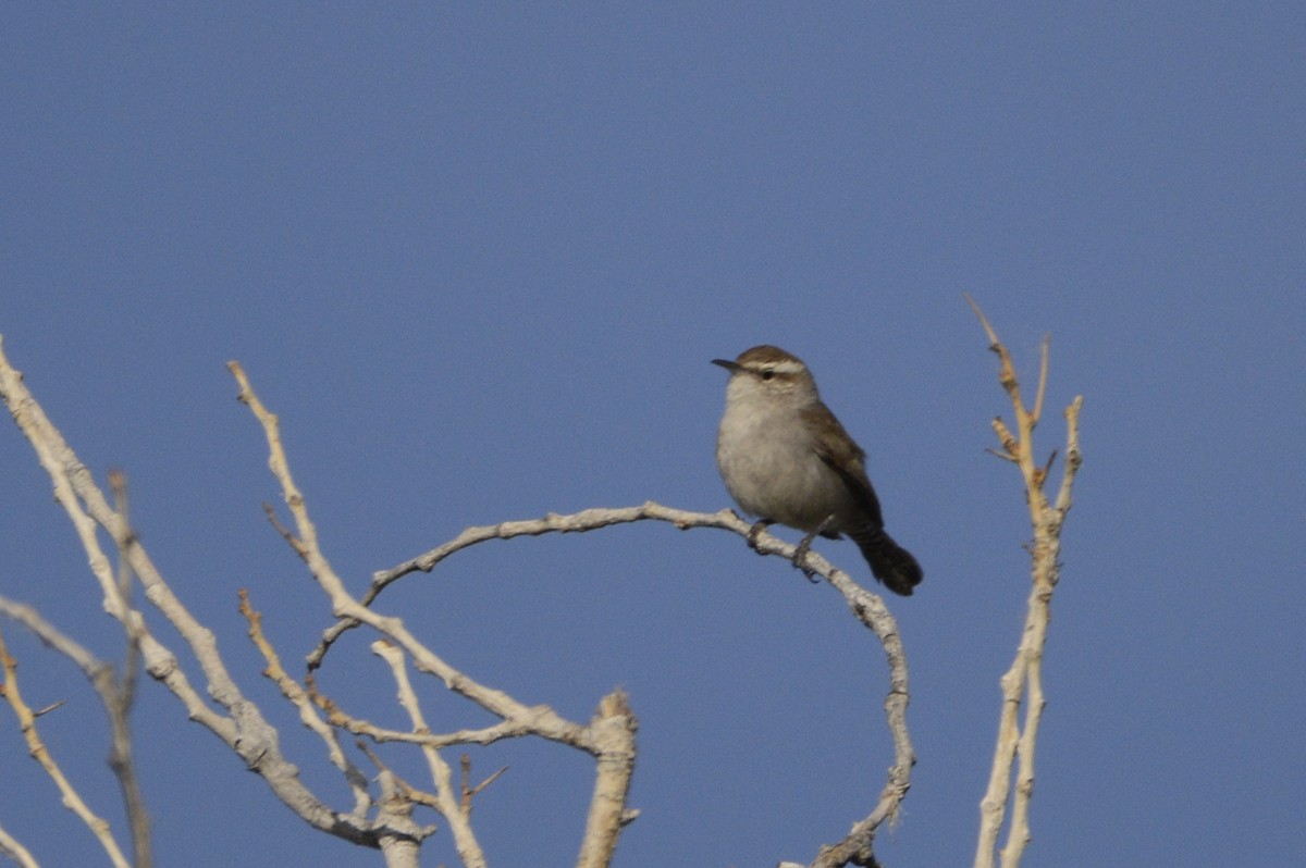 Bewick's Wren - ML156028711