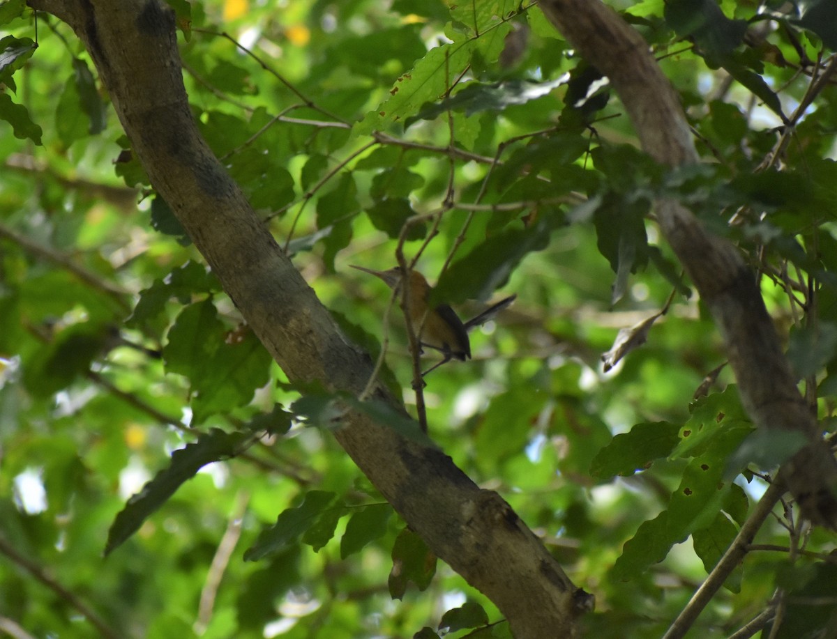 Long-billed Gnatwren - ML156028841