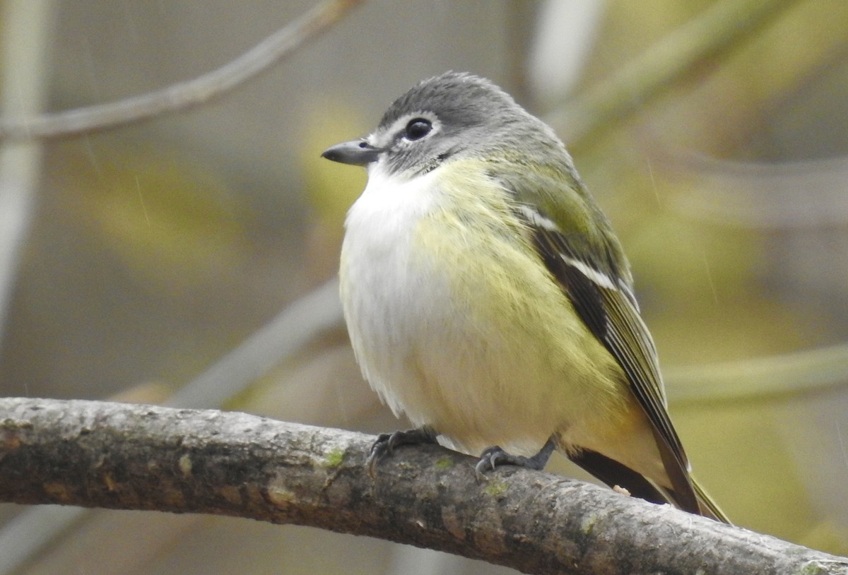 Blue-headed Vireo - ML156030391