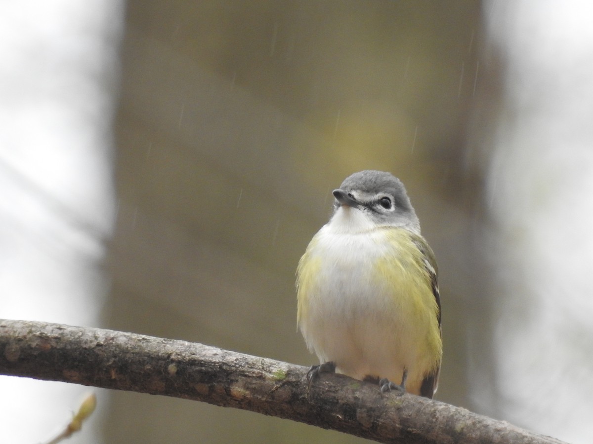 Blue-headed Vireo - ML156030431